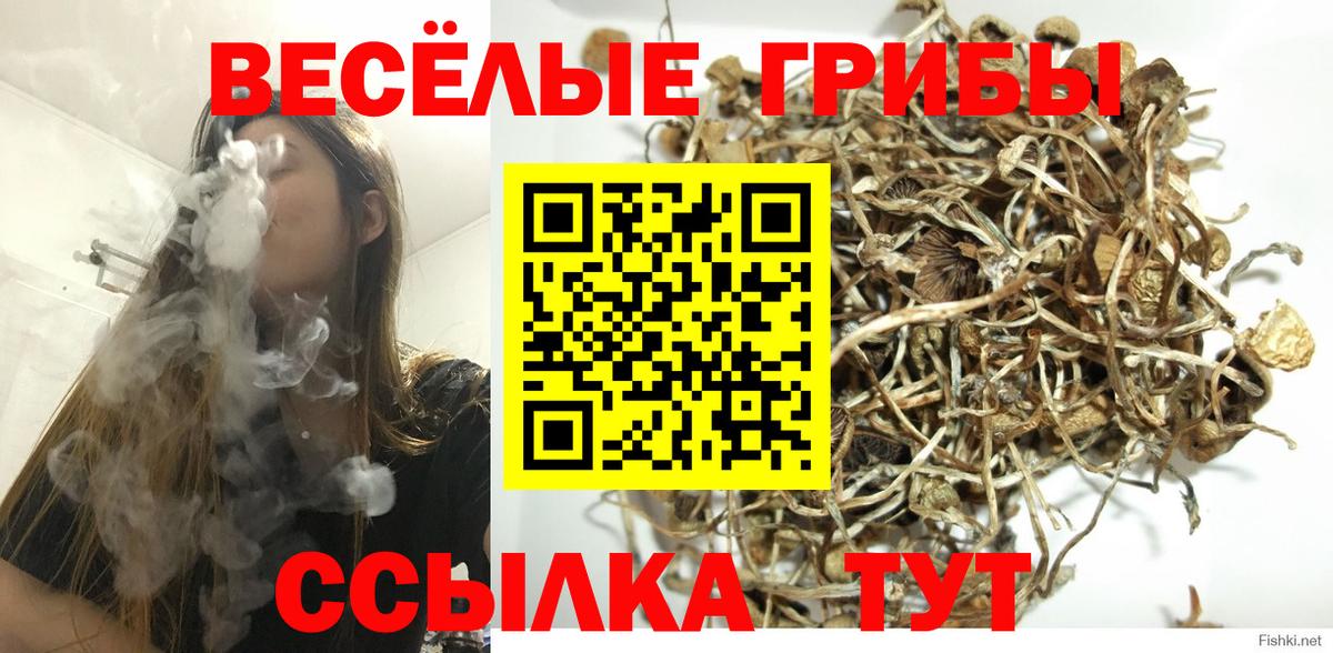 Псилоцибиновые грибы Psilocybe Красноармейск